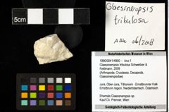 Foto (Objekt + Etiketten) von Glaessneropsis tribulosa (Schweitzer & Feldmann, 2009) 